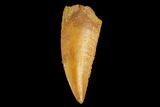 Serrated, Raptor Tooth - Real Dinosaur Tooth #127050-1